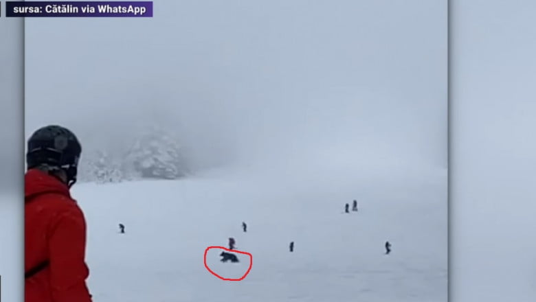 Un urs a urmărit schiorii pe o pârtie de schi din România