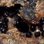 Oamenii de știință au descoperit misterioase „ouă” negre în ocean